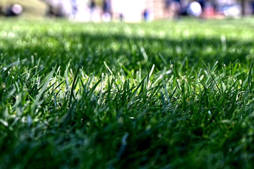 Wildflower Meadow Establishment: Council Grant Schemes