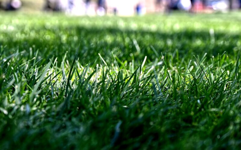 Wildflower Meadow Establishment: Council Grant Schemes