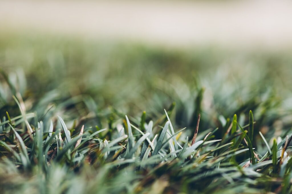 Wildflower Meadow Establishment: Council Biodiversity Net Gain