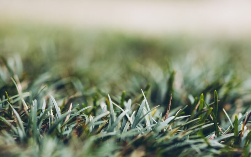 Wildflower Meadow Establishment: Council Biodiversity Net Gain