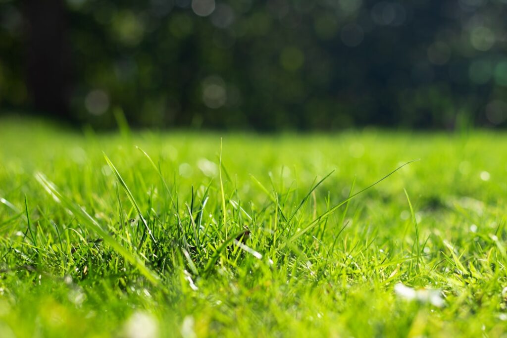 Wildflower Turf Installation: Council Biodiversity Grants