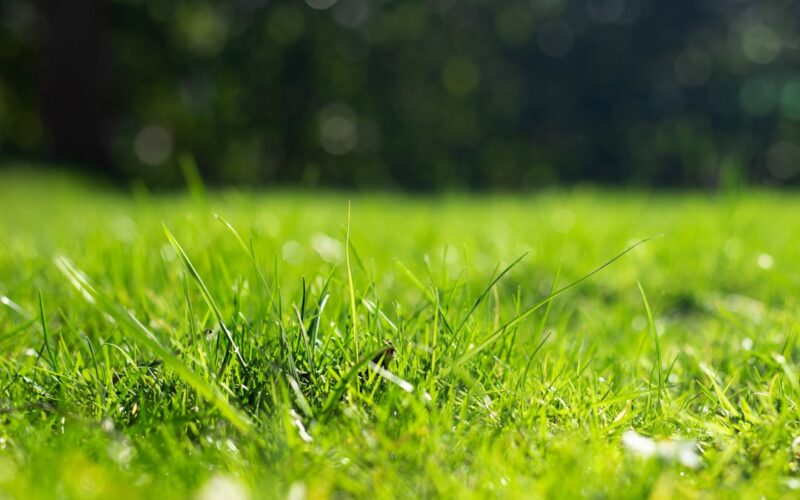 Wildflower Turf Installation: Council Biodiversity Grants