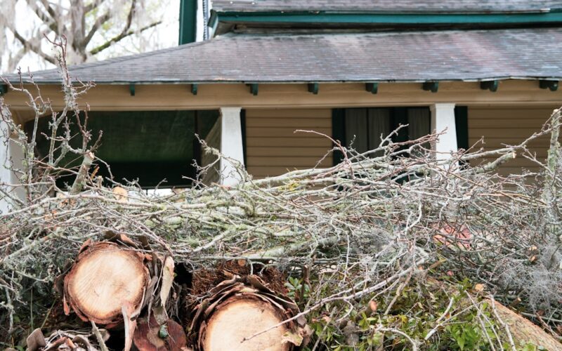 Ash Dieback Felling: Forestry Commission License Process