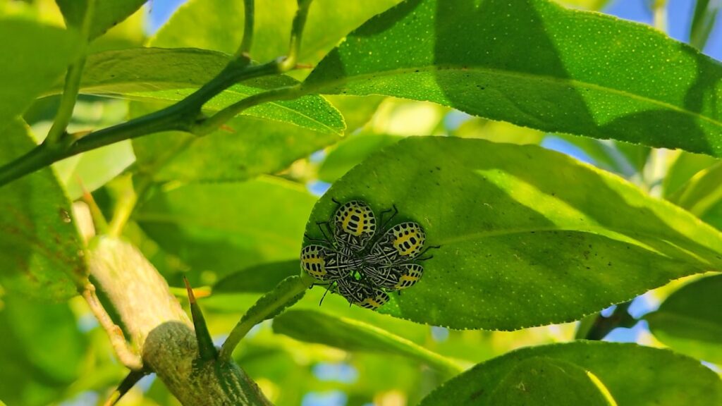Cluster Fly Prevention: Loft Treatment Before Winter Migration