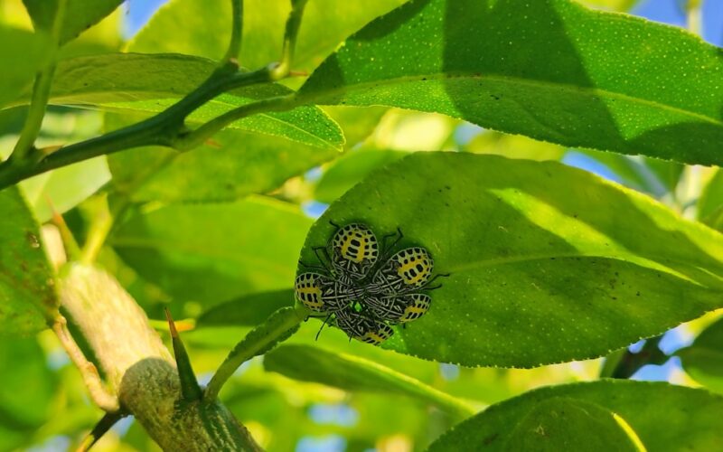 Cluster Fly Prevention: Loft Treatment Before Winter Migration