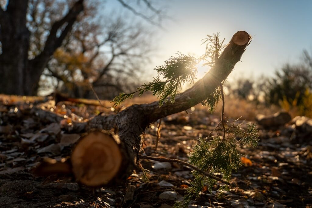 Subsidence Risk Trees: Insurance Company Distance Guidelines