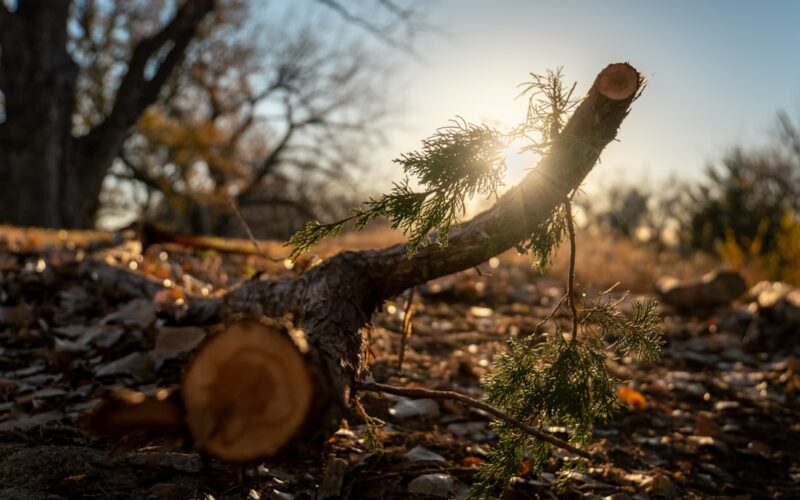 Subsidence Risk Trees: Insurance Company Distance Guidelines