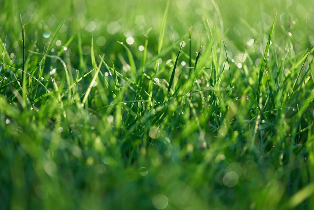 Wildflower Meadow Creation: Local Council Biodiversity Grants