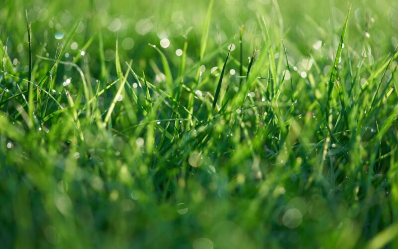 Wildflower Meadow Creation: Local Council Biodiversity Grants