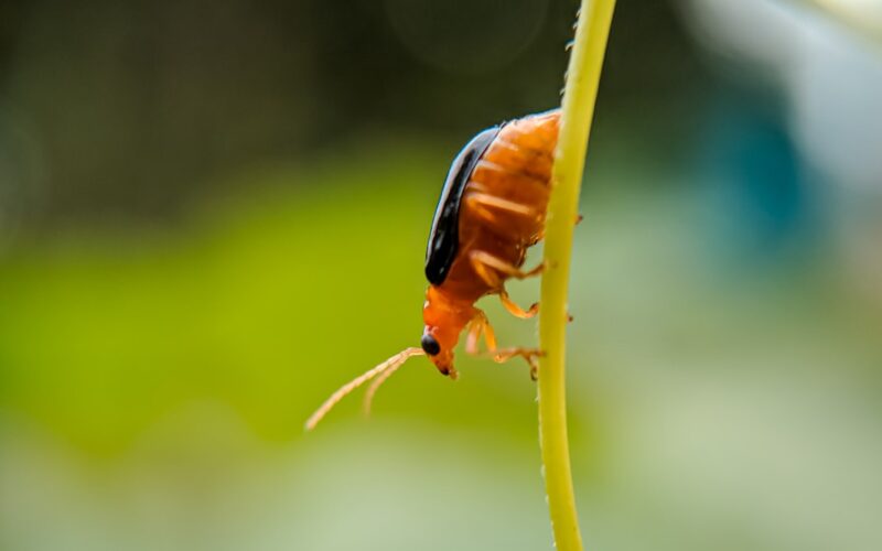 Cluster Fly Treatment: Agricultural Building Protocols