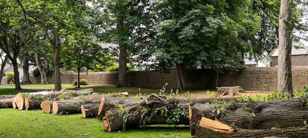 Honey Fungus Infected Trees: Stump Grinding Protocols