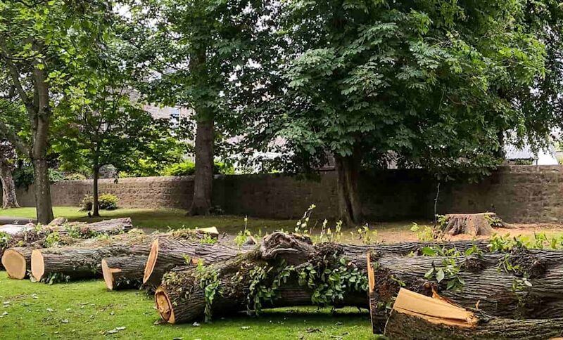 Honey Fungus Infected Trees: Stump Grinding Protocols
