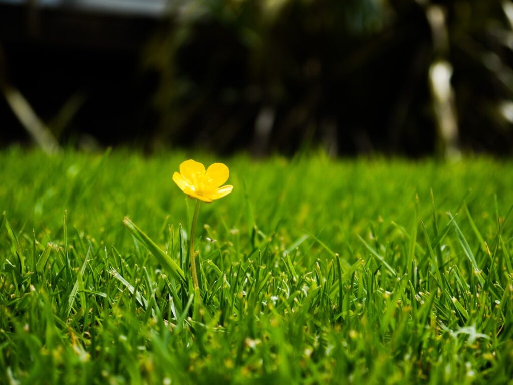 Wildflower Turf Installation: Biodiversity Net Gain