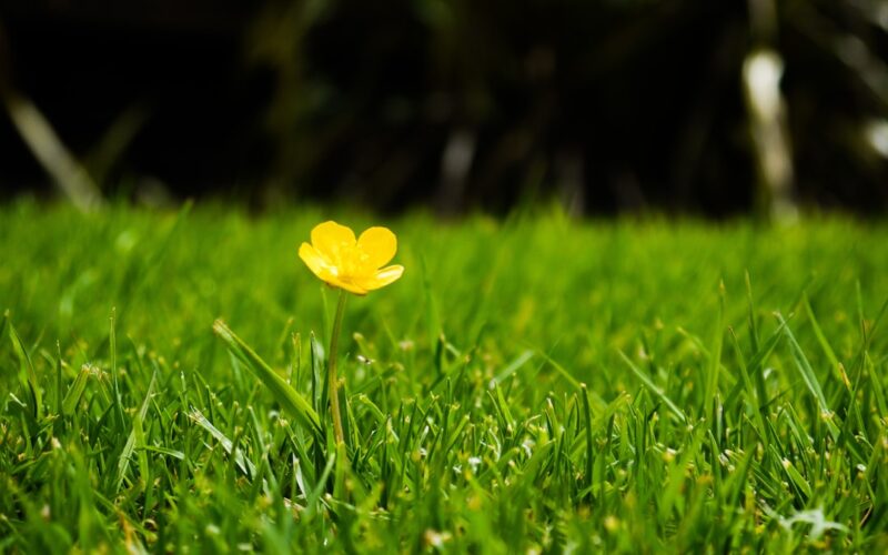 Wildflower Turf Installation: Biodiversity Net Gain