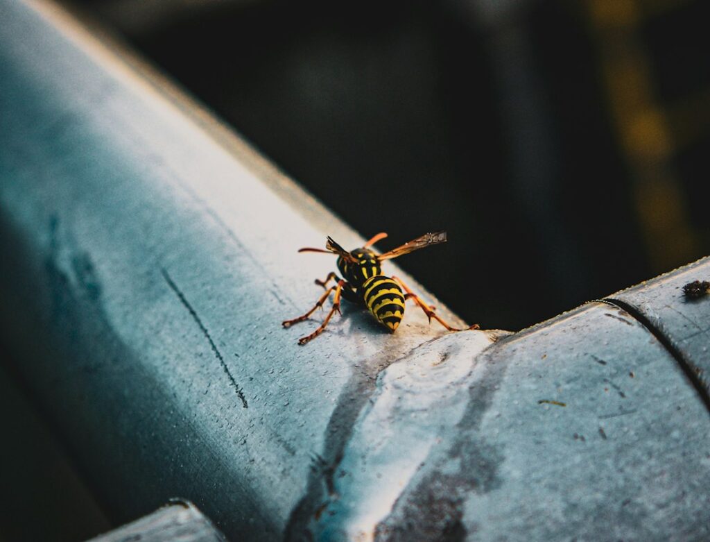 Cluster Fly Hibernation: Loft Treatment Before Winter
