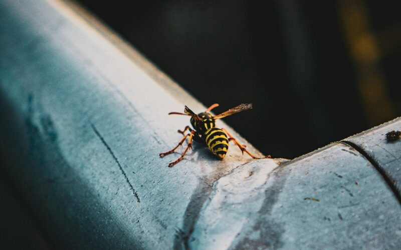 Cluster Fly Hibernation: Loft Treatment Before Winter