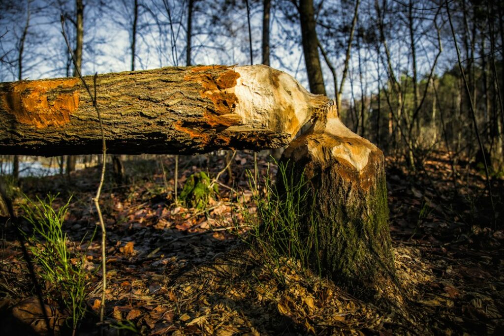 Subsidence Risk Trees: Insurance Company Requirements