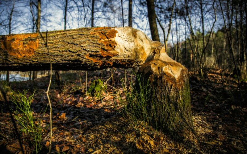 Subsidence Risk Trees: Insurance Company Requirements