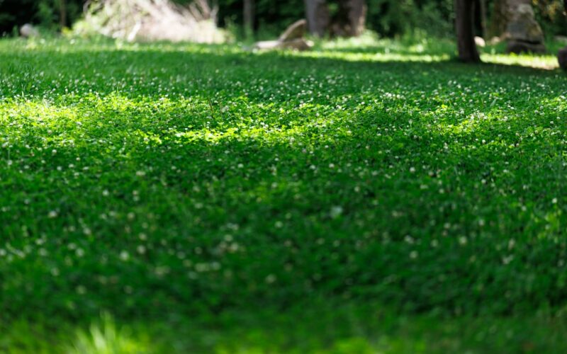 Bowling Green Maintenance: UK Climate Grass Species Selection