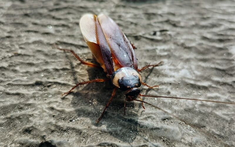 Cluster Fly Treatment: Agricultural Building Protocols