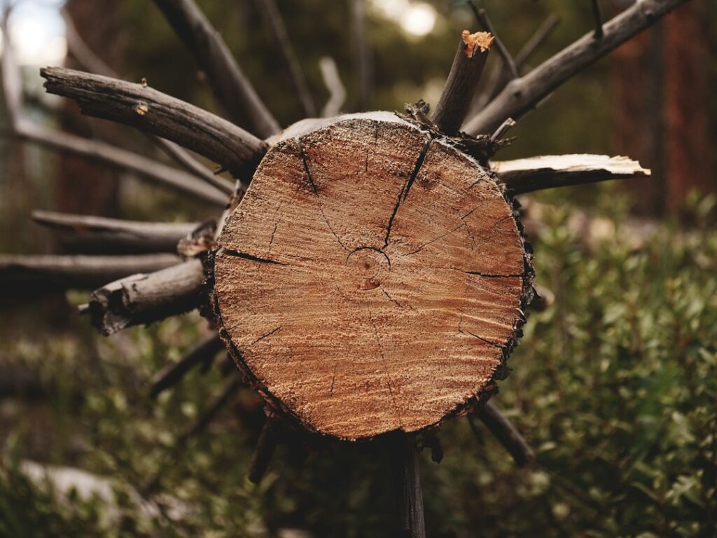 Conservation Area Tree Works: Section 211 Notice Guide