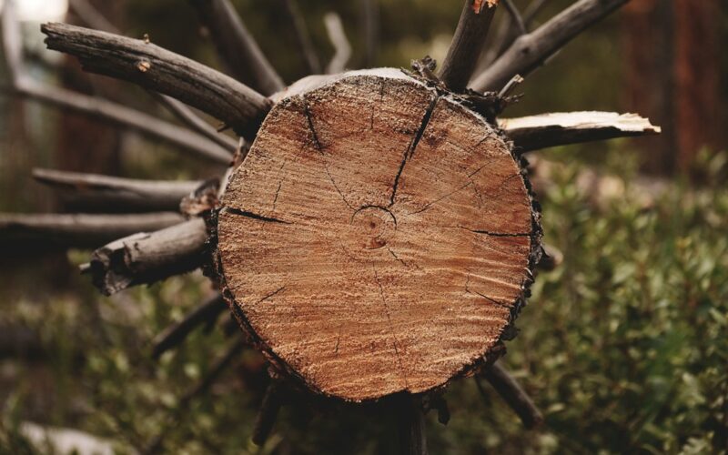 Conservation Area Tree Works: Section 211 Notice Guide