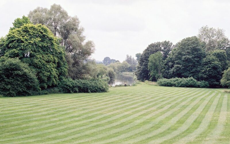 Japanese Knotweed Treatment: Property Sale Obligations